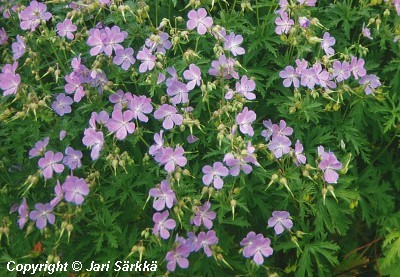  Geranium pratense 